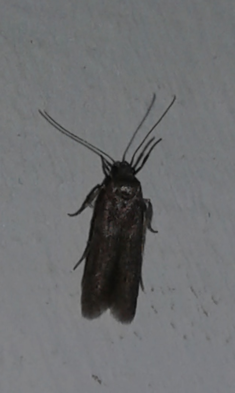Blastobasidae : Blastobasis sp.?